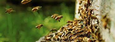 Bee control 12