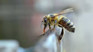 Bee control 21 1