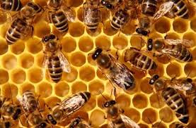 Bee control 22 1