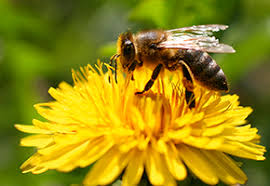Bee control 55 1