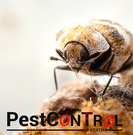 Beetle control Perth 3