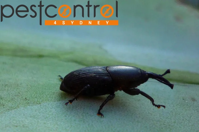 Borer Control Sydney 2
