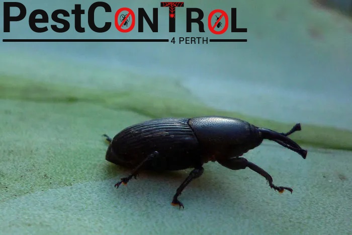 Borer control Perth 2