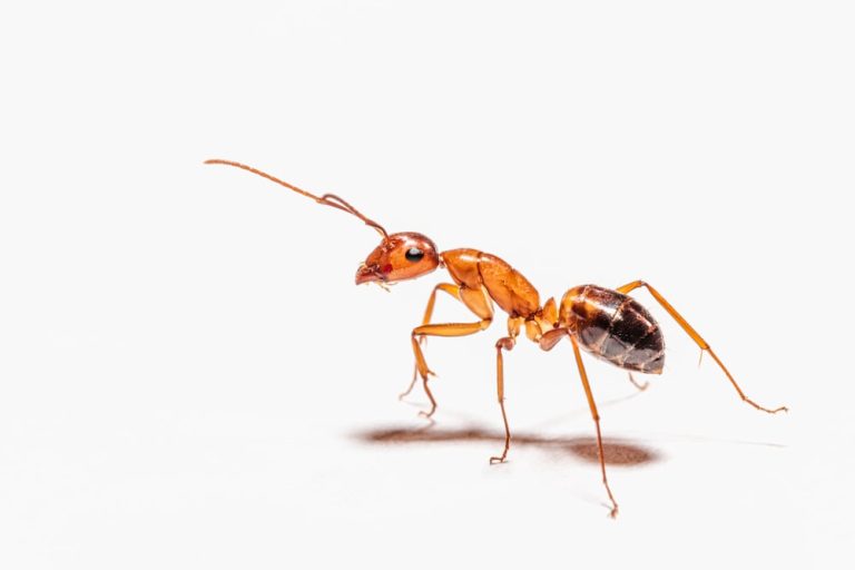 ant 1233 768x512