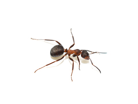 ant 2121 1