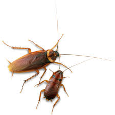 cockroach 11 1