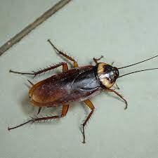 cockroach 12