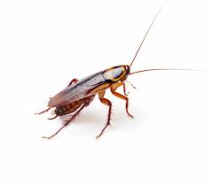 cockroach 21 1