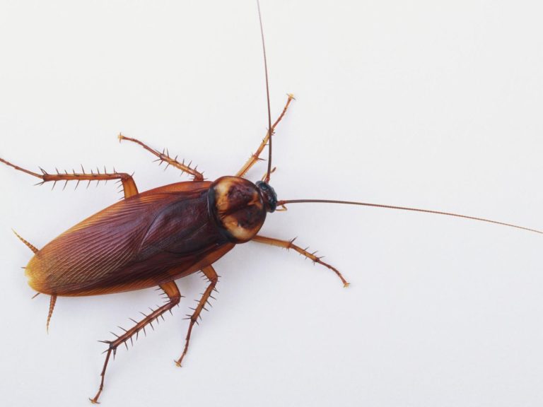 cockroach 768x576
