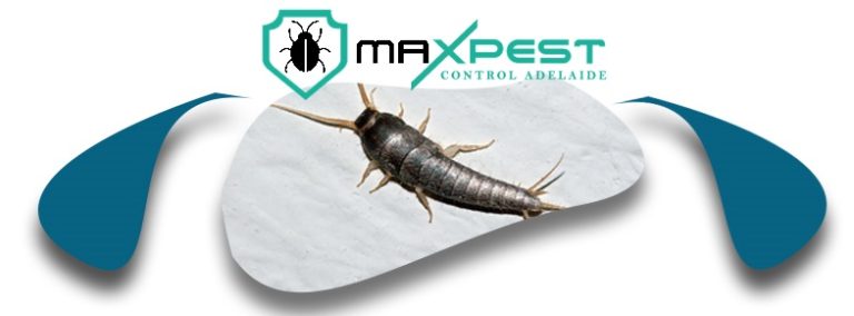 max Silverfish control adelaide 8 1 768x284