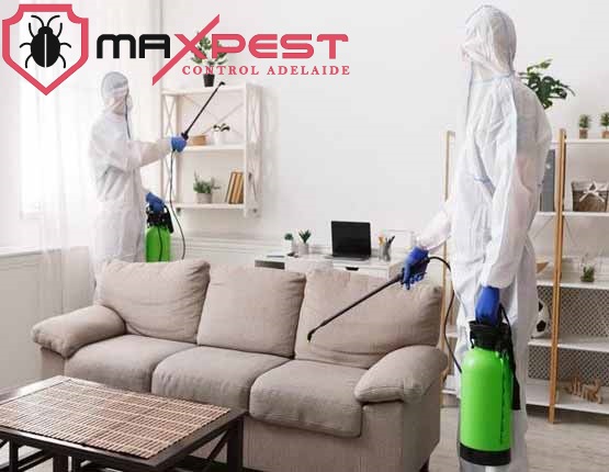 max Spider control adelaide 2