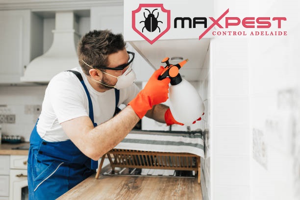 max Spider control adelaide 5