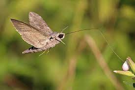 moth 11