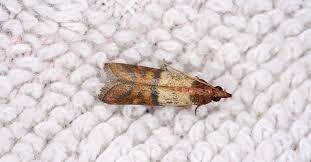 moth control 1