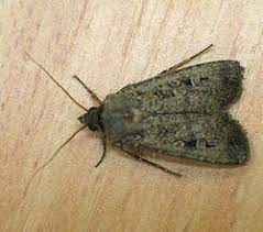 moth control 12