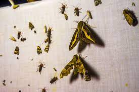 moth control 121 1