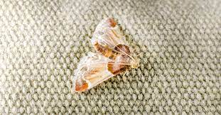 moth control 22 1