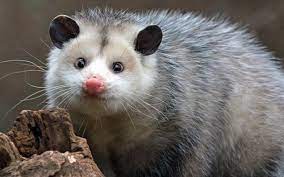possum Copy Copy Copy