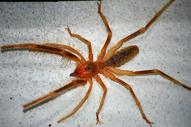 spider 0 2