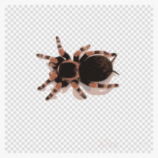 spider 00 2