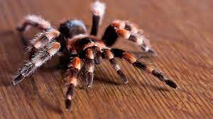 spider 12 2