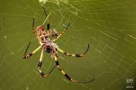 spider mm