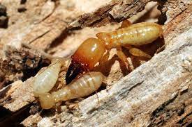 termite 212 1