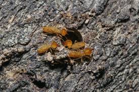 termite pic 54 1