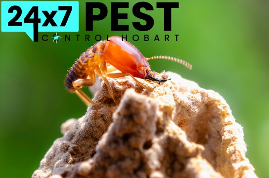 247 Termitecontrol hobart 2
