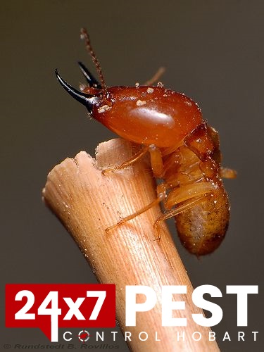 247 Termitecontrol hobart 3
