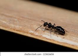 Ant control 21
