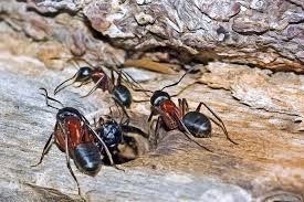 Ant control 22