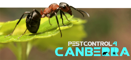 Ants Control 4 Canberra 1