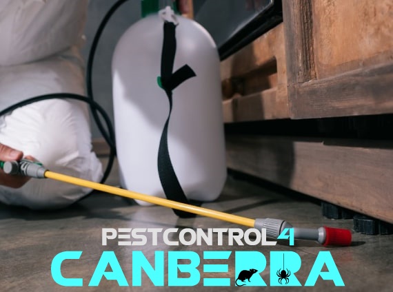 Ants Control 4 Canberra 3