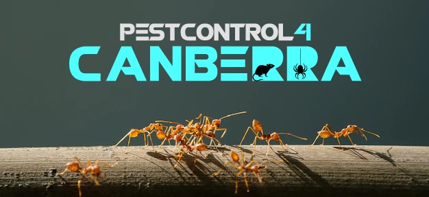 Ants Control 4 Canberra 8