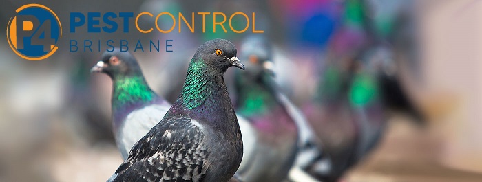 Bird Control 4 Brisbane 10