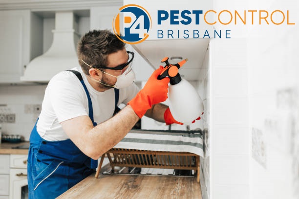 Bird Control 4 Brisbane 6