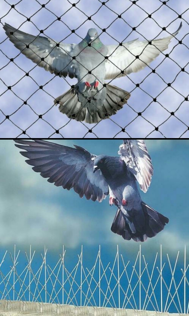 Bird Control 4 Brisbane 9