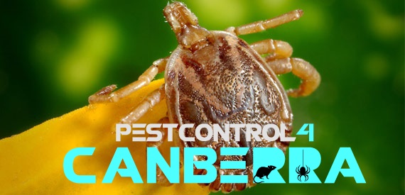 Fleas Control 4 Canberra 7