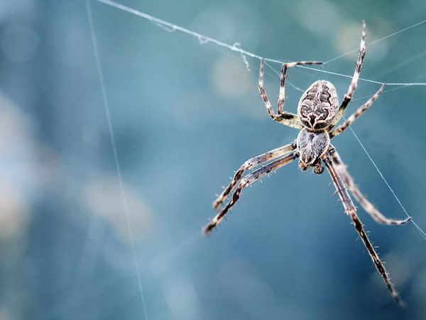 How do you get rid of spiders in your house pest control Adelaide