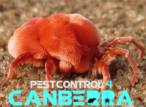 Mite Pest Control 4 Canberra 6