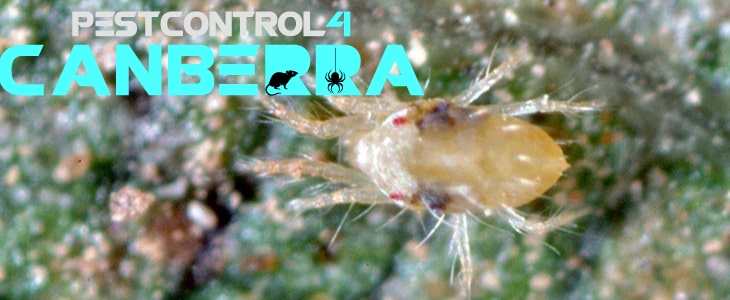 Mite Pest Control 4 Canberra 8