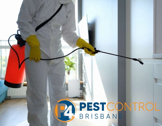 Possum Control 4 Brisbane 3