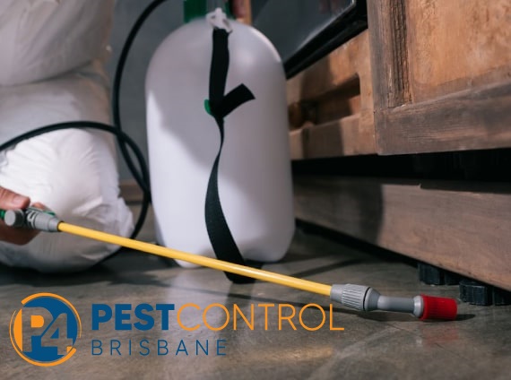Possum Control 4 Brisbane 4