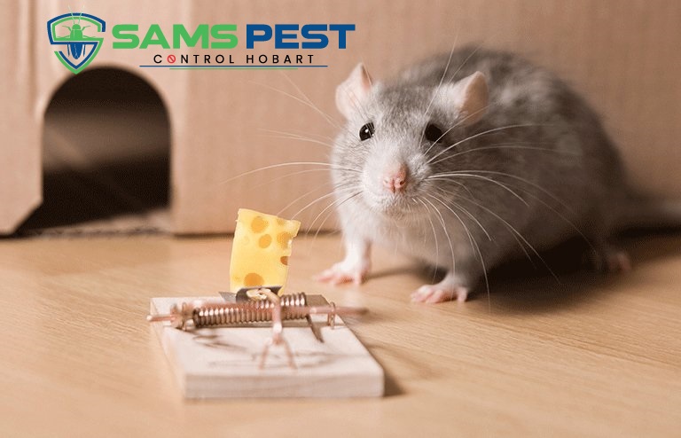 Sams Rodent Control Hobart 10