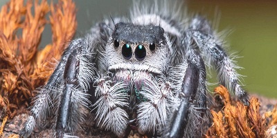 Spidertop top banner Copy