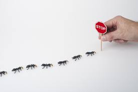 ant 4