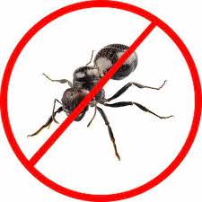 ant