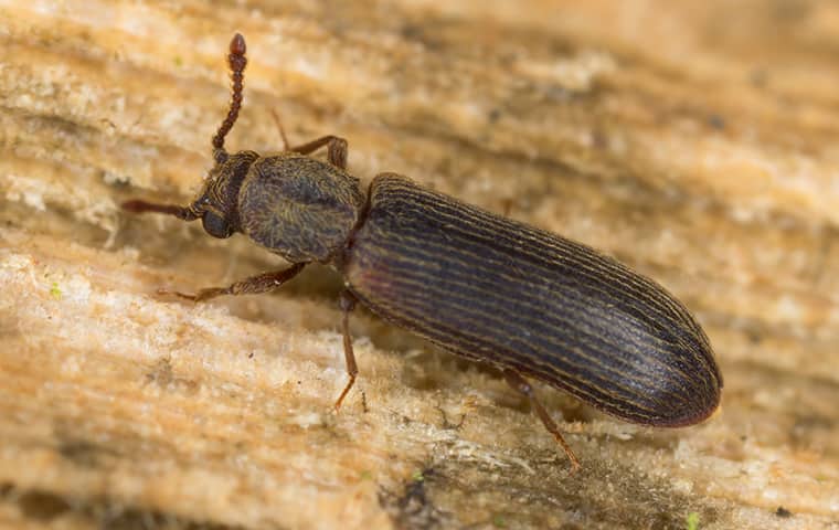 borer 1212