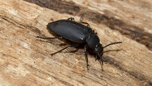 borer pic m